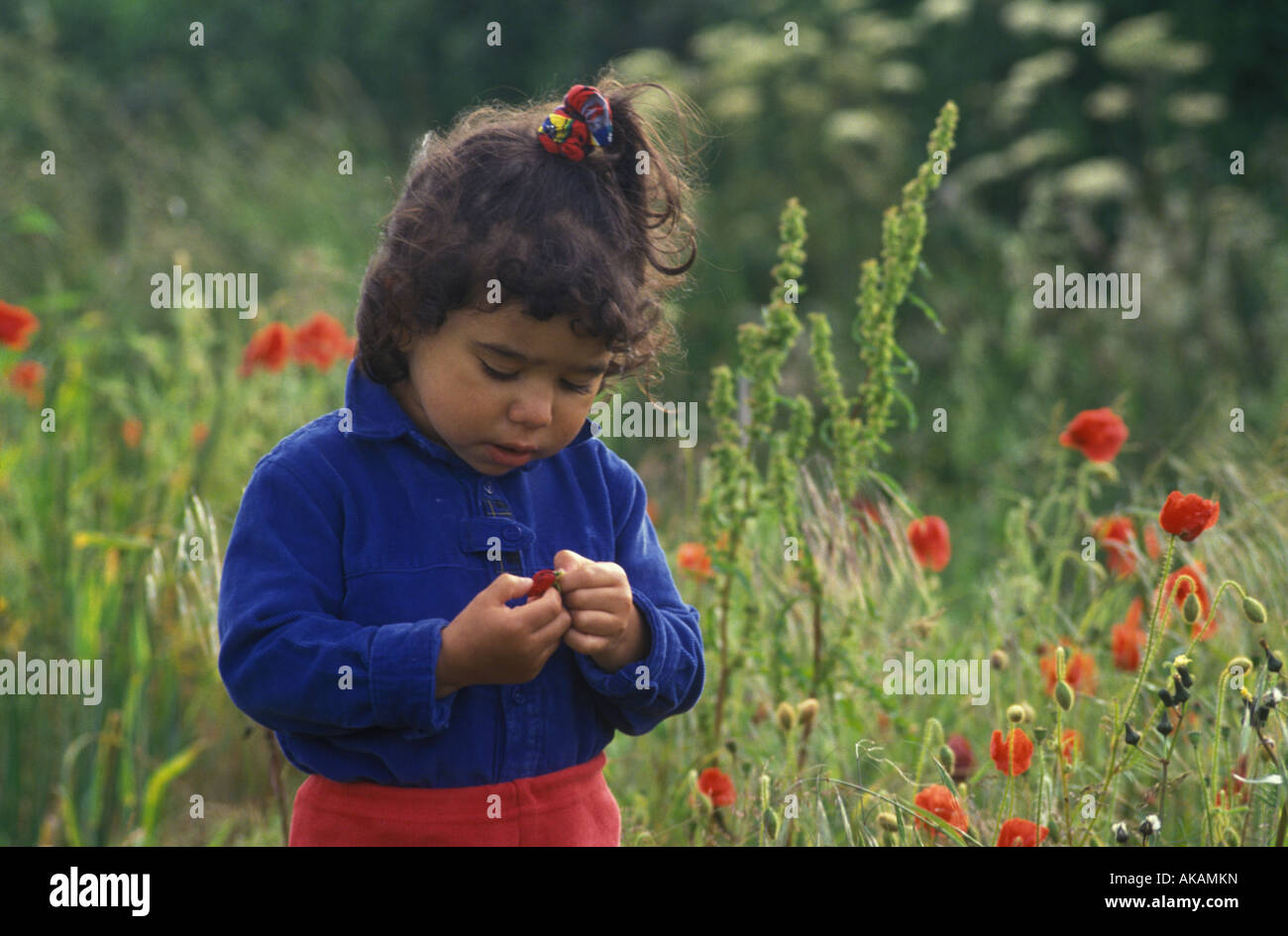 Kind auf der Suche auf eine Blume in einem Feld von Mohn Stockfoto