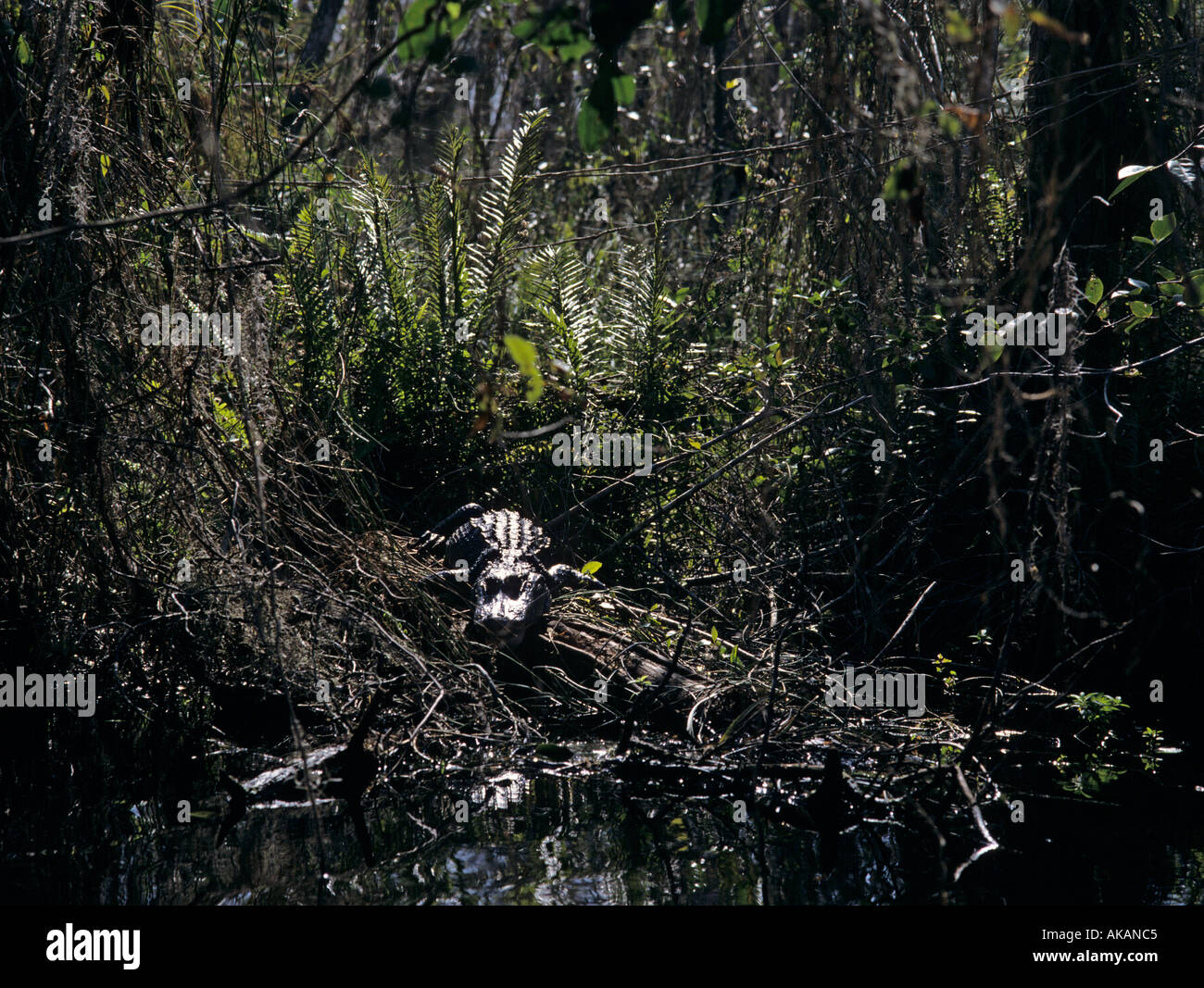 Alligator im Unterholz Florida USA Stockfoto