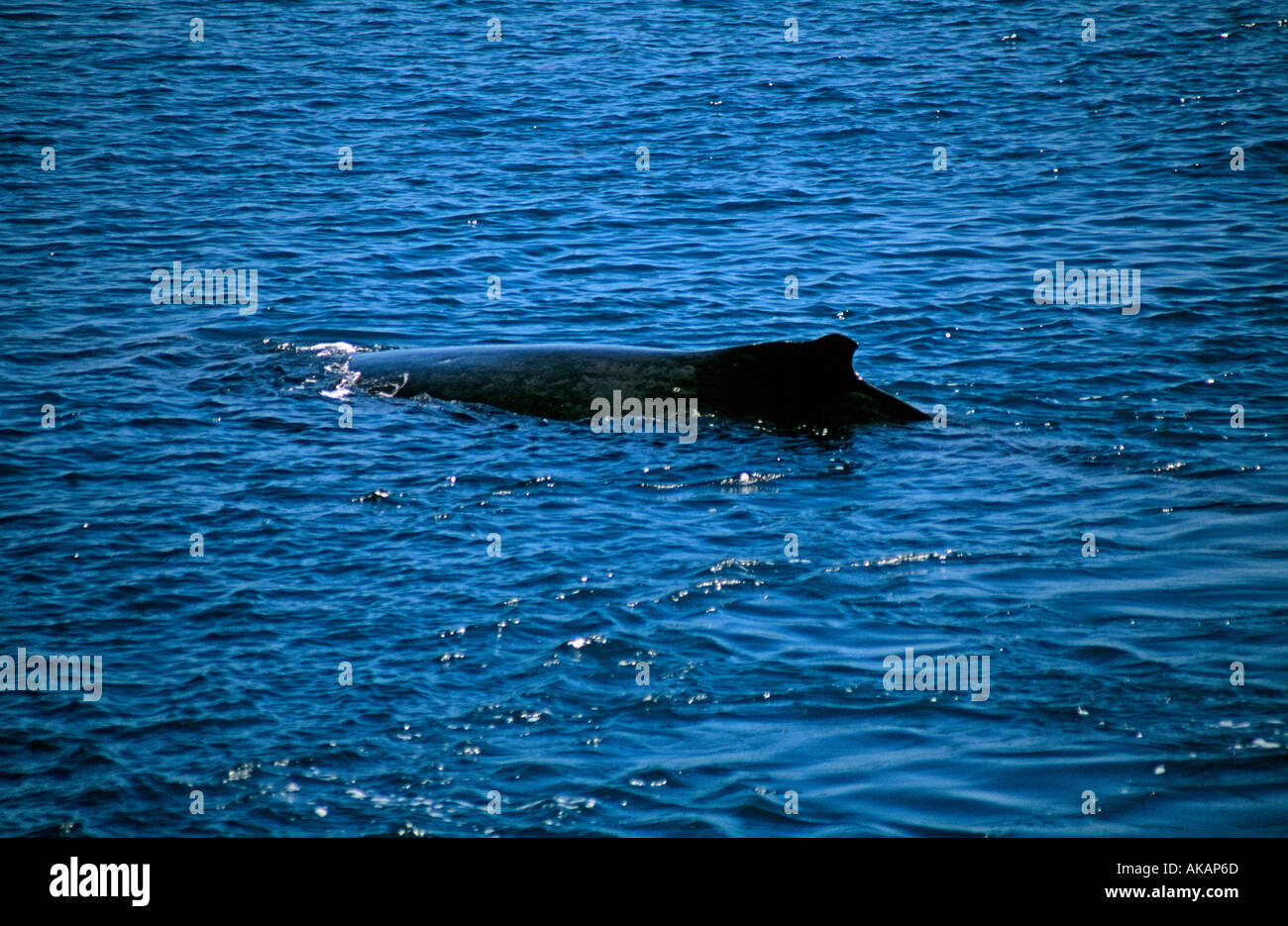 Buckel zurück Wal in der Nähe von Hardy reef Whitsunday Queensland Stockfoto