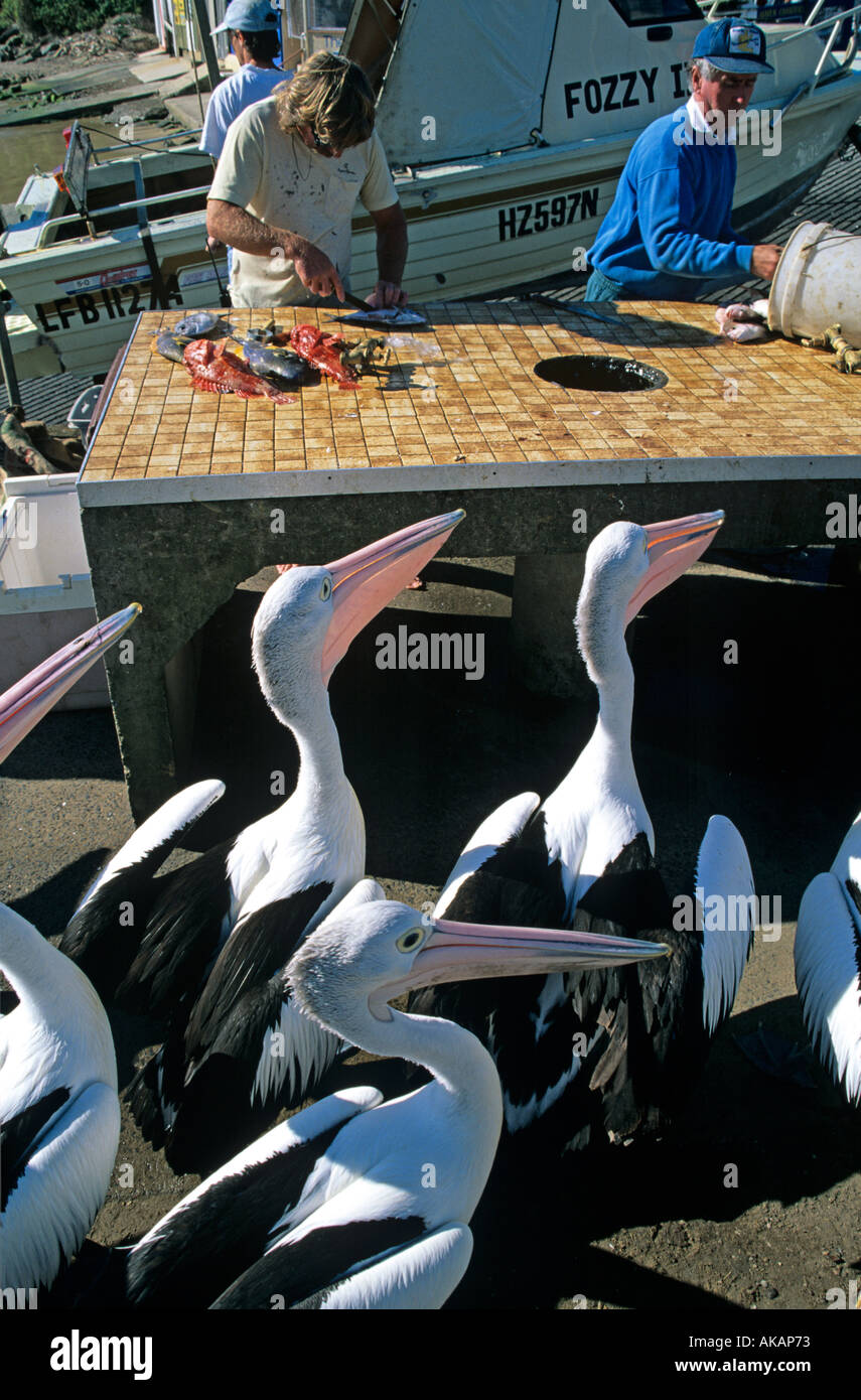 Pelikane warten auf eine einfache Mahlzeit von Fischer ihren Fang ausnehmen Stockfoto