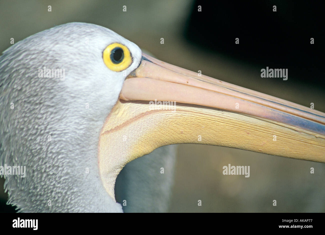 Pelikan Kopf und beck Stockfoto