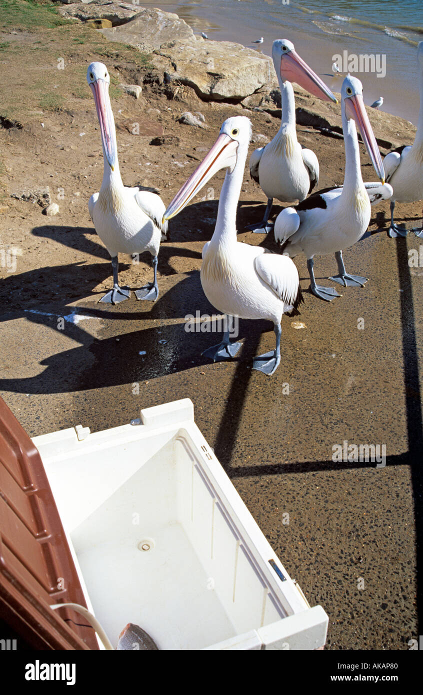 Pelikane zu Fuß Stockfoto