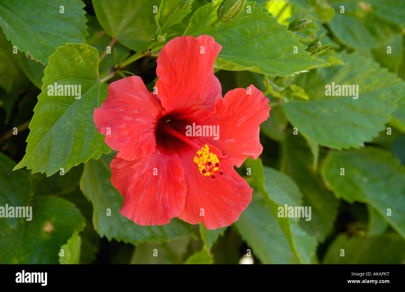 Roter HibiskusBlume wächst auf der Mittelmeer Insel Zypern EU