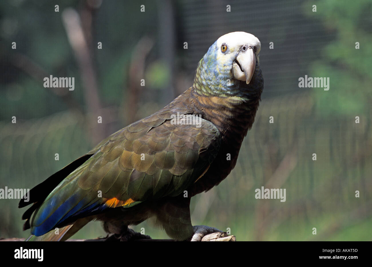 St Vincent Vogelarten Papagei West Indies, Karibik Stockfoto