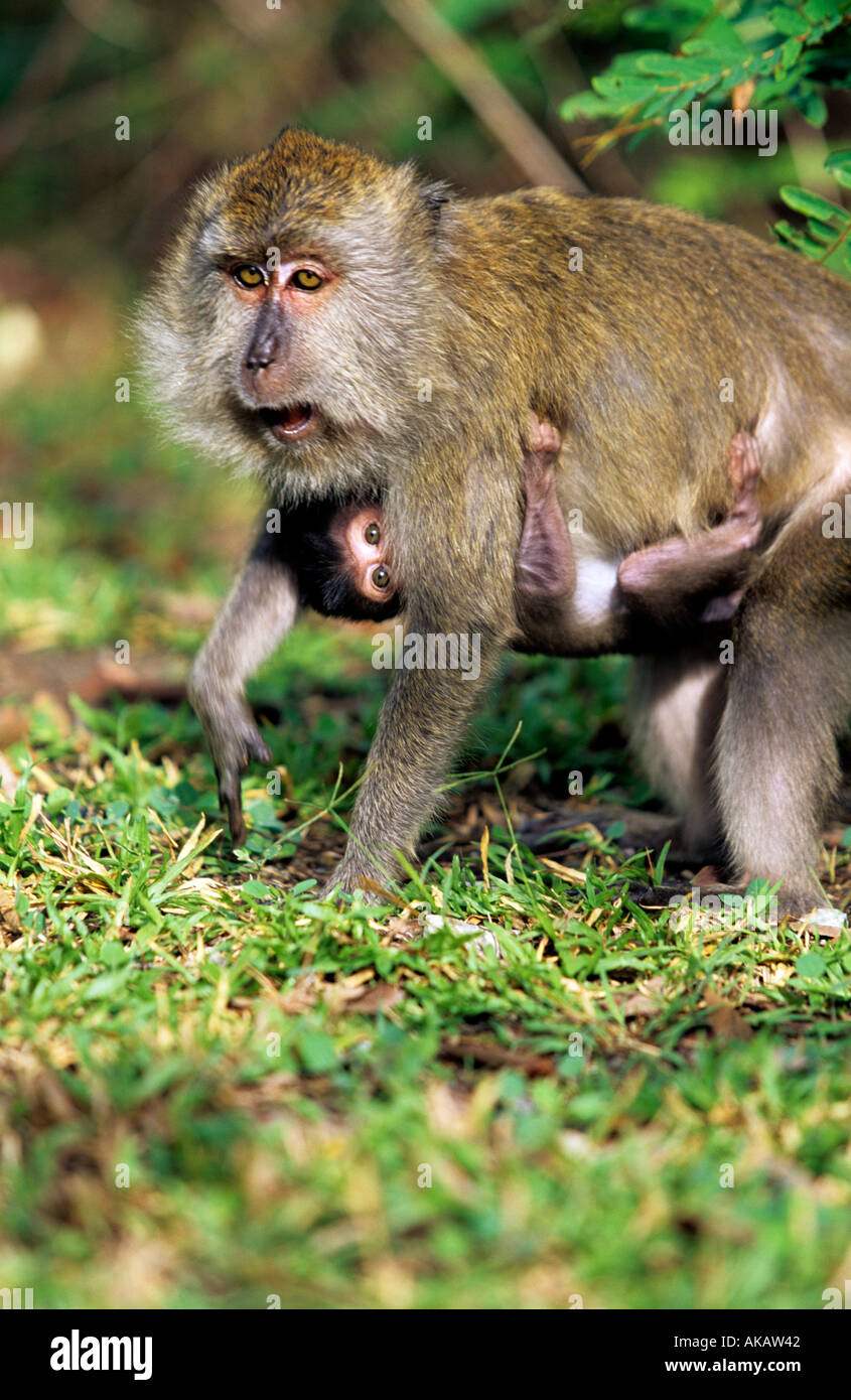 Affe und Baby Langkawi Malaysia Stockfoto