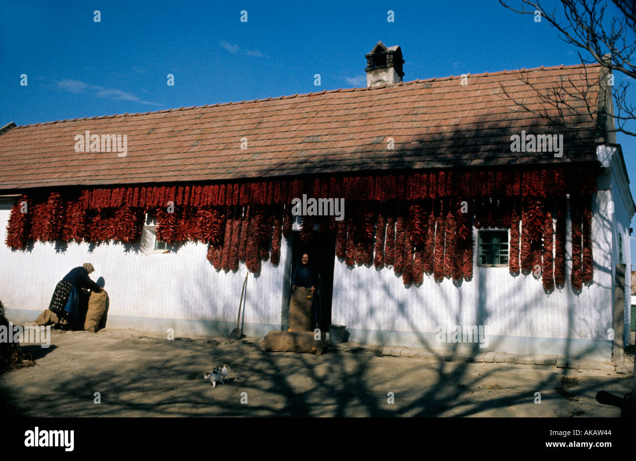 Paprika, ungarische Bauernhaus Szeged Ungarn trocknen Stockfoto