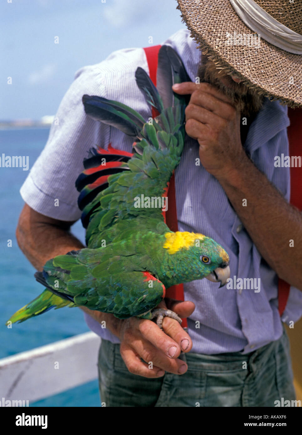 Grüner Papagei mit Flügeln zu halten, die von einem Mann Stockfoto