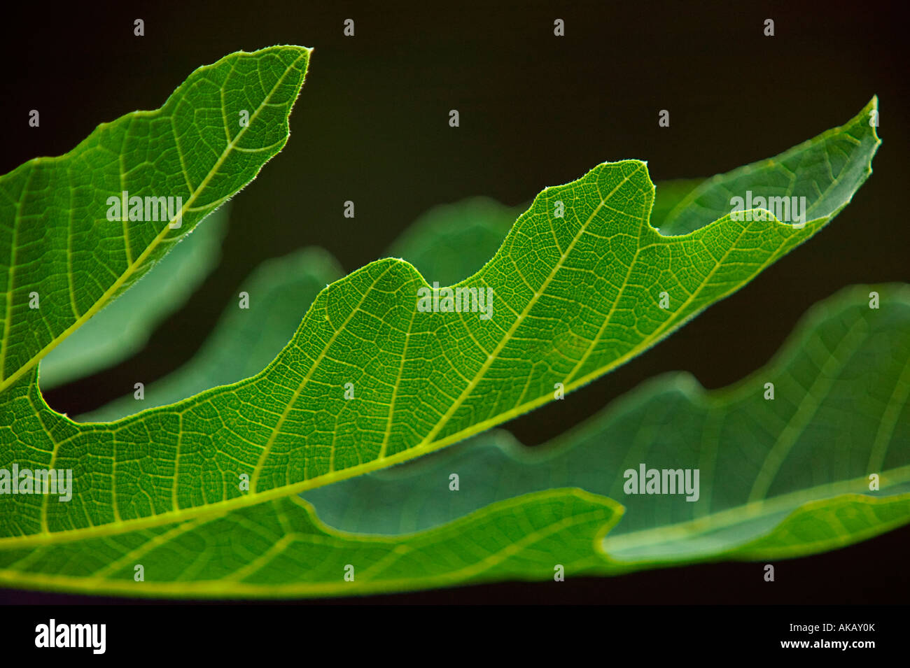 Leaf Ficus Carica Stockfoto
