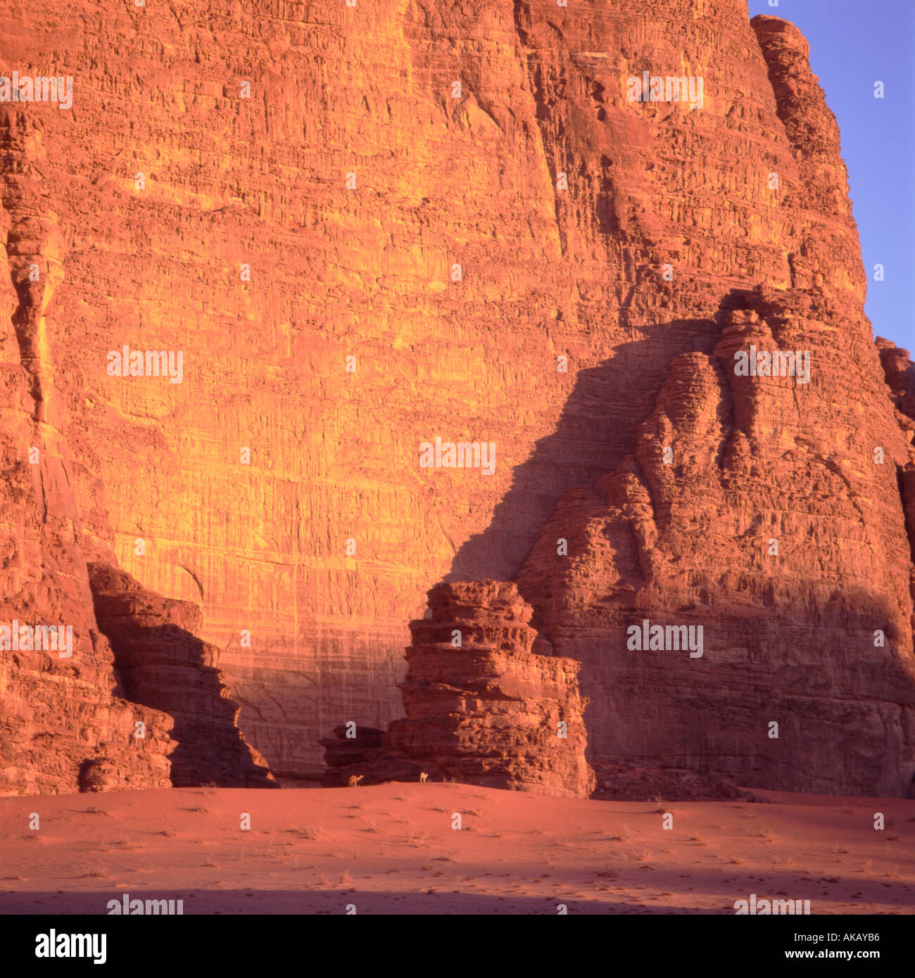 Kamele Wadi Rum Stockfoto