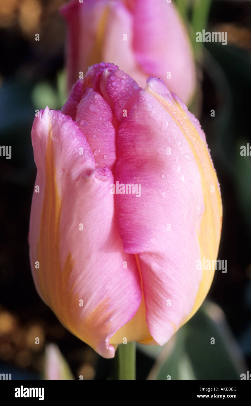 Tulpe Tulipa 'New Dawn' Stockfoto