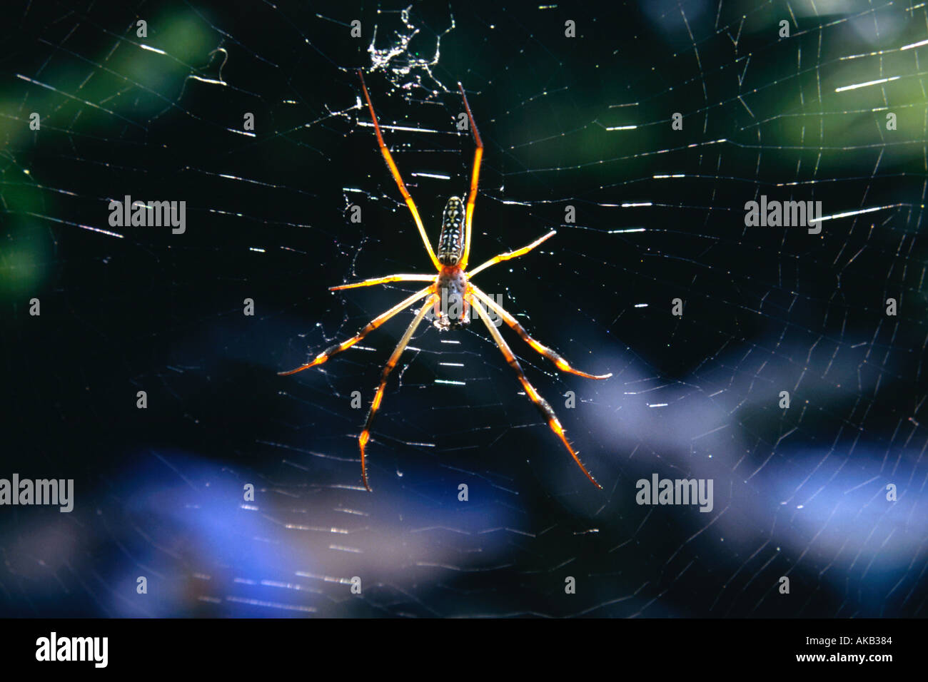 Ein Golden Orb Spinne im Netz in Südafrika. Stockfoto