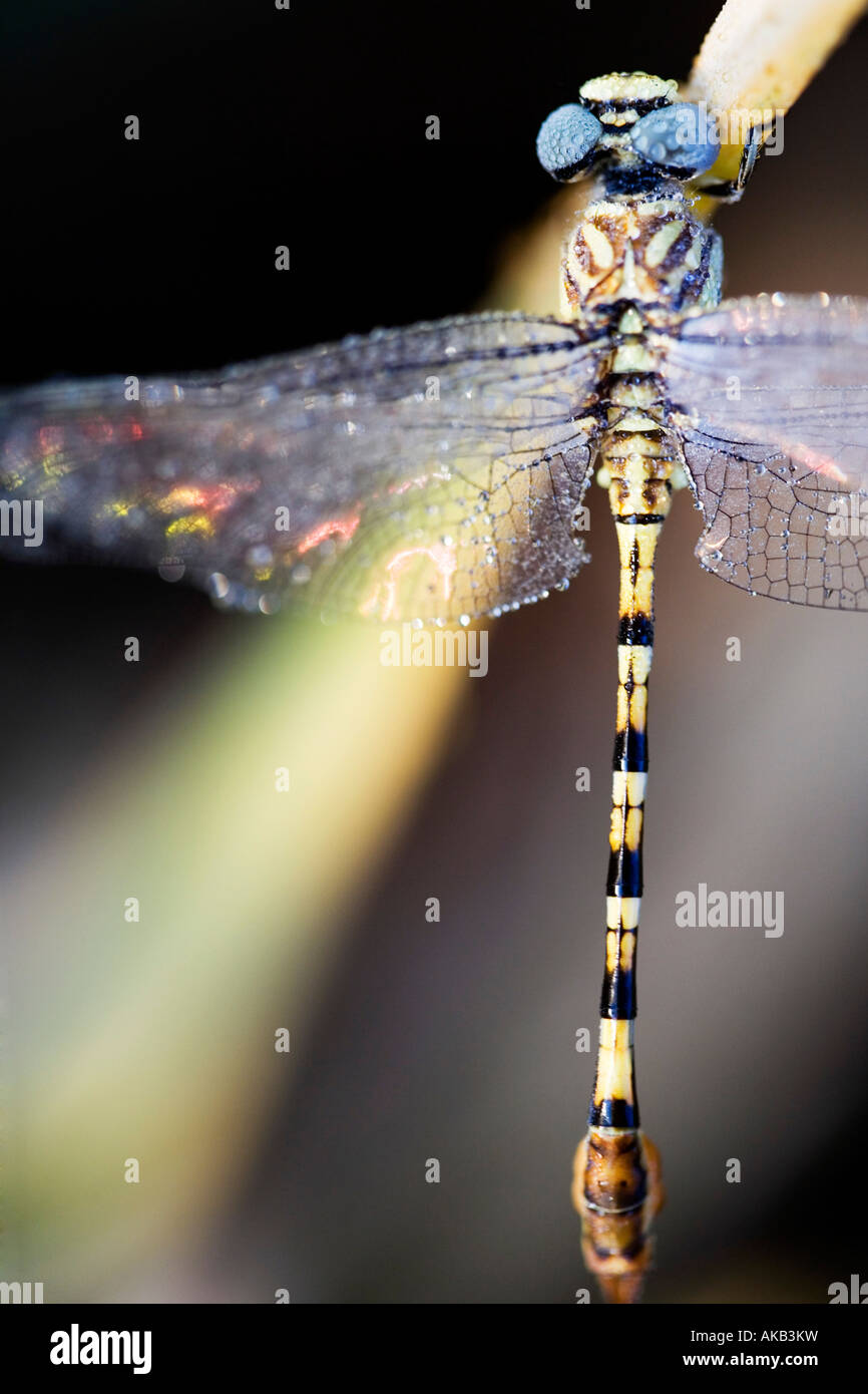 Paragomphus Lineatus. Hooktail Libelle Austrocknen auf Reis-Blätter in der indischen Landschaft gesäumt. Indien Stockfoto