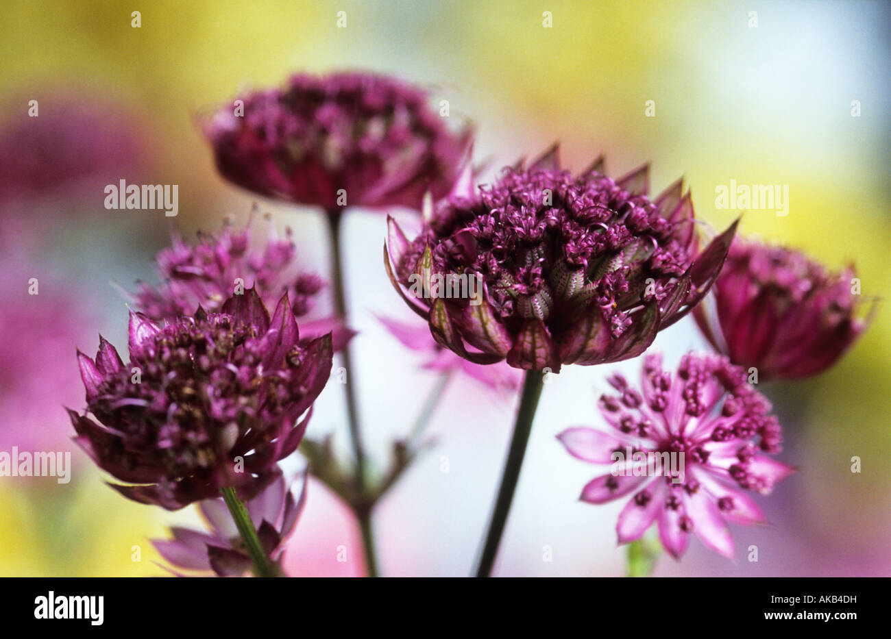 Astrantia große Hadspen Blood Stockfoto