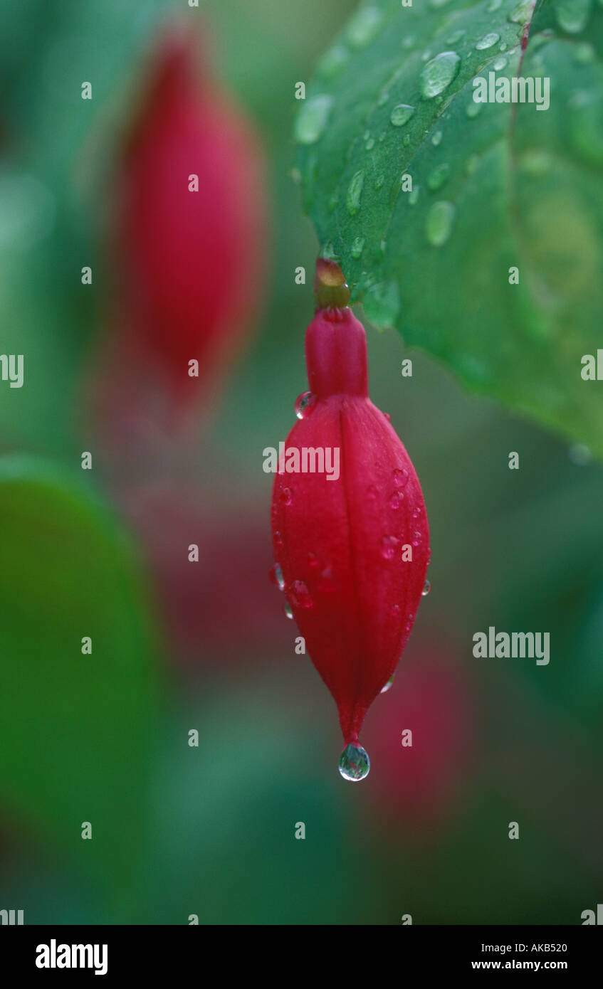 Fuchsia Knospen mit Wassertropfen Stockfoto