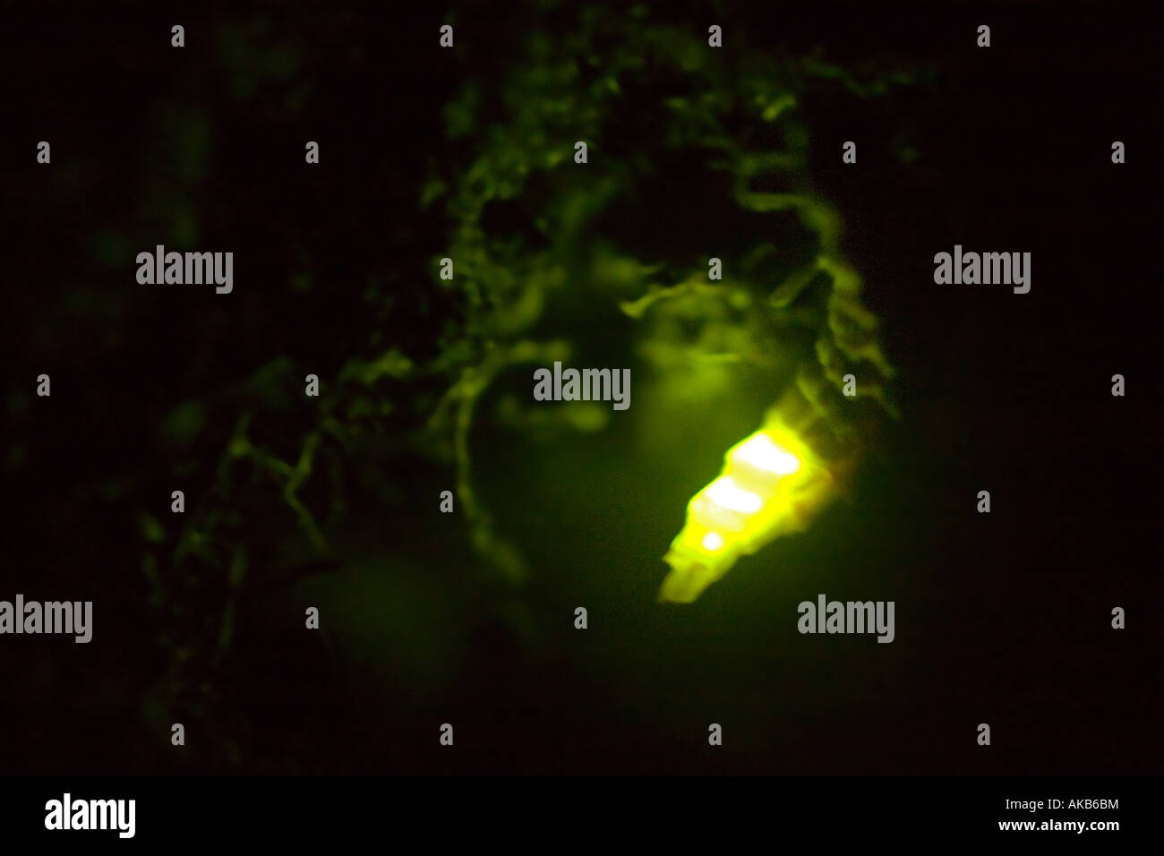 Eine weibliche Glühwürmchen emittierende Licht in der Nacht.  Lumière Émise Par un Ver Luisant (Lampyris Noctiluca) Femelle la Nuit. Stockfoto