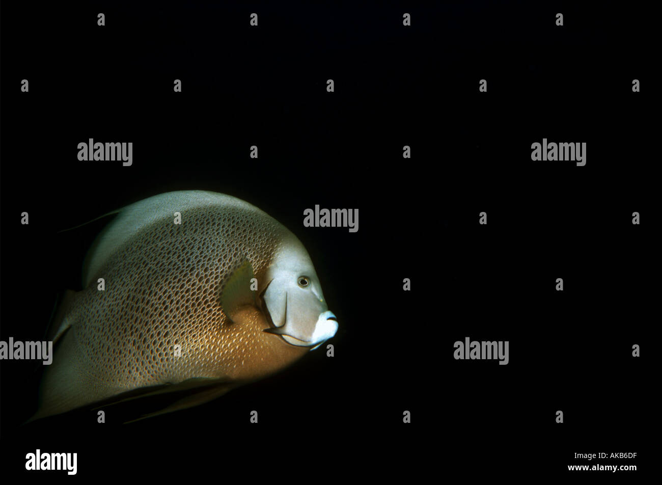 Eine rasche grauen Kaiserfisch dreht sich und schwimmt während einer Nachttauchen auf den Bahamas Stockfoto