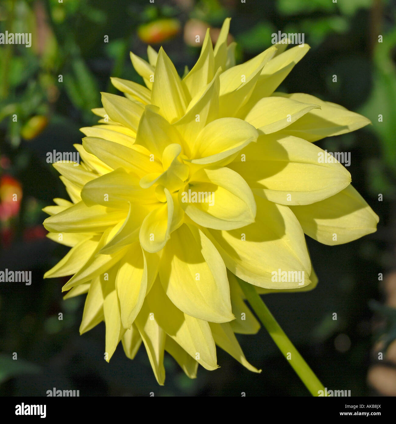 Mittlere dekorative Dahlie "Andrea Clark" Stockfoto