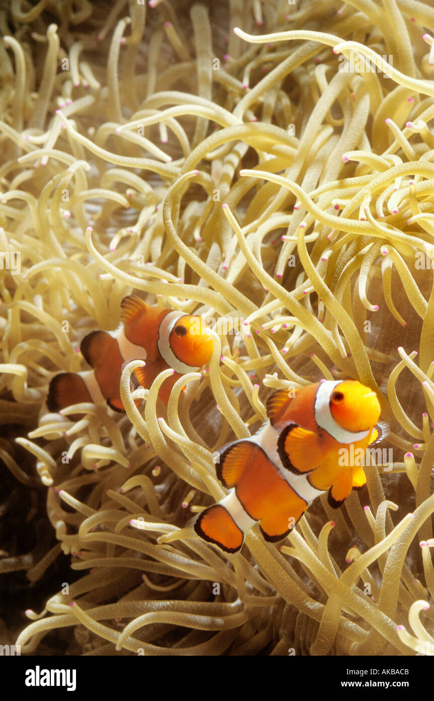 Gemeinsamen Clownfish Amphiprion Ocellaris in Heteractis Malu anemone Stockfoto
