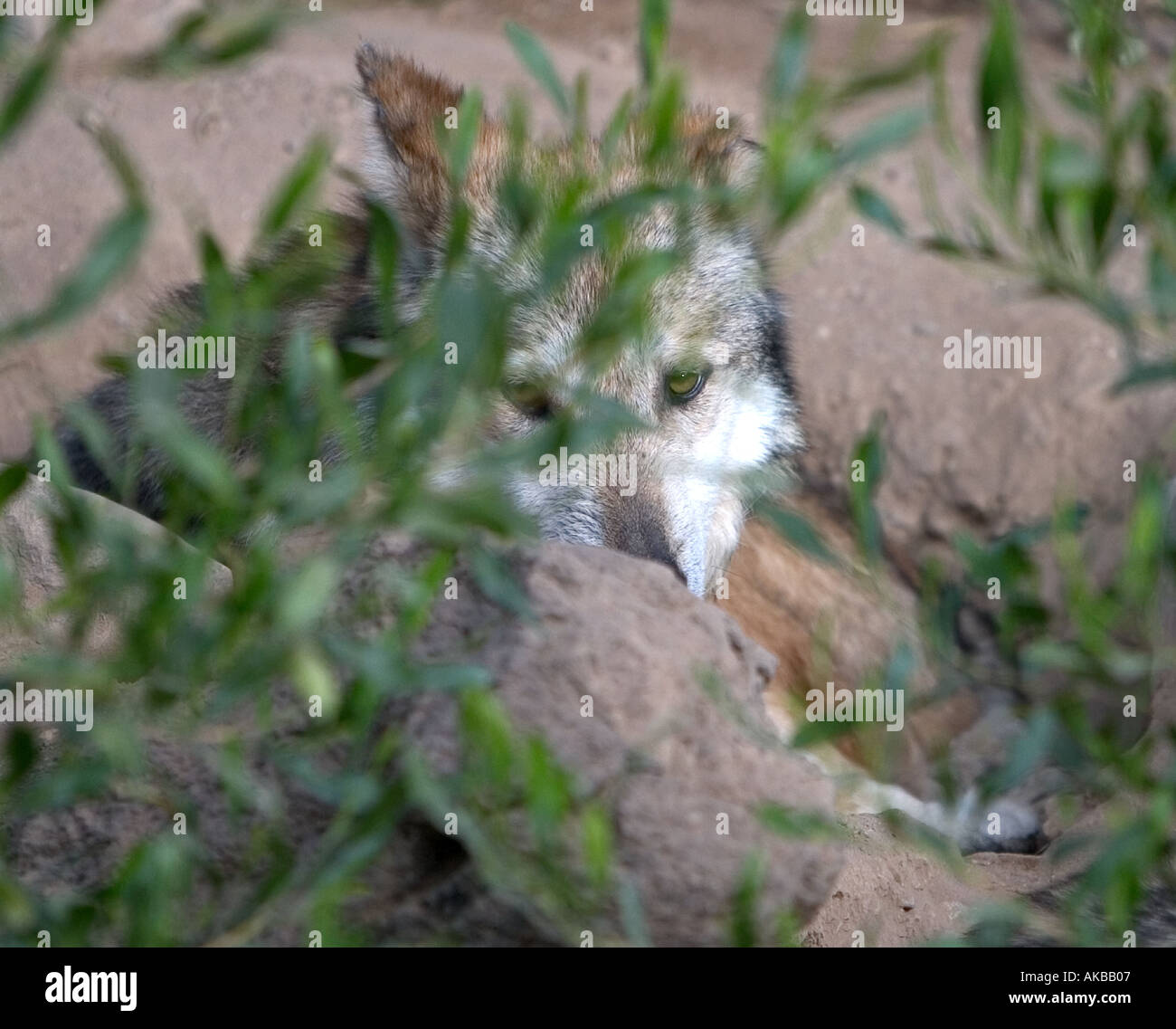 Mexikanischer Wolf Canis Lupus baileyi Stockfoto