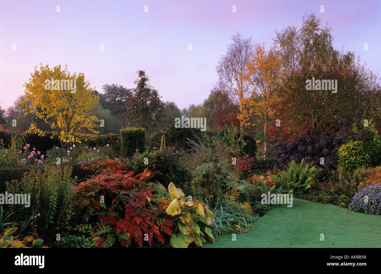 Lonicera Nitida Hedge Stockfotos und bilder Kaufen Alamy