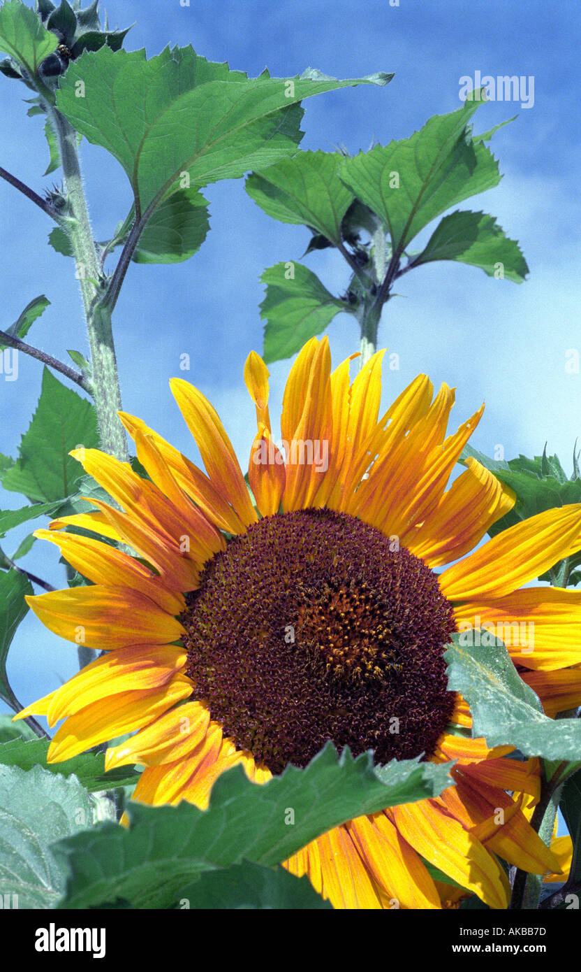 Sonnenblume Stockfoto