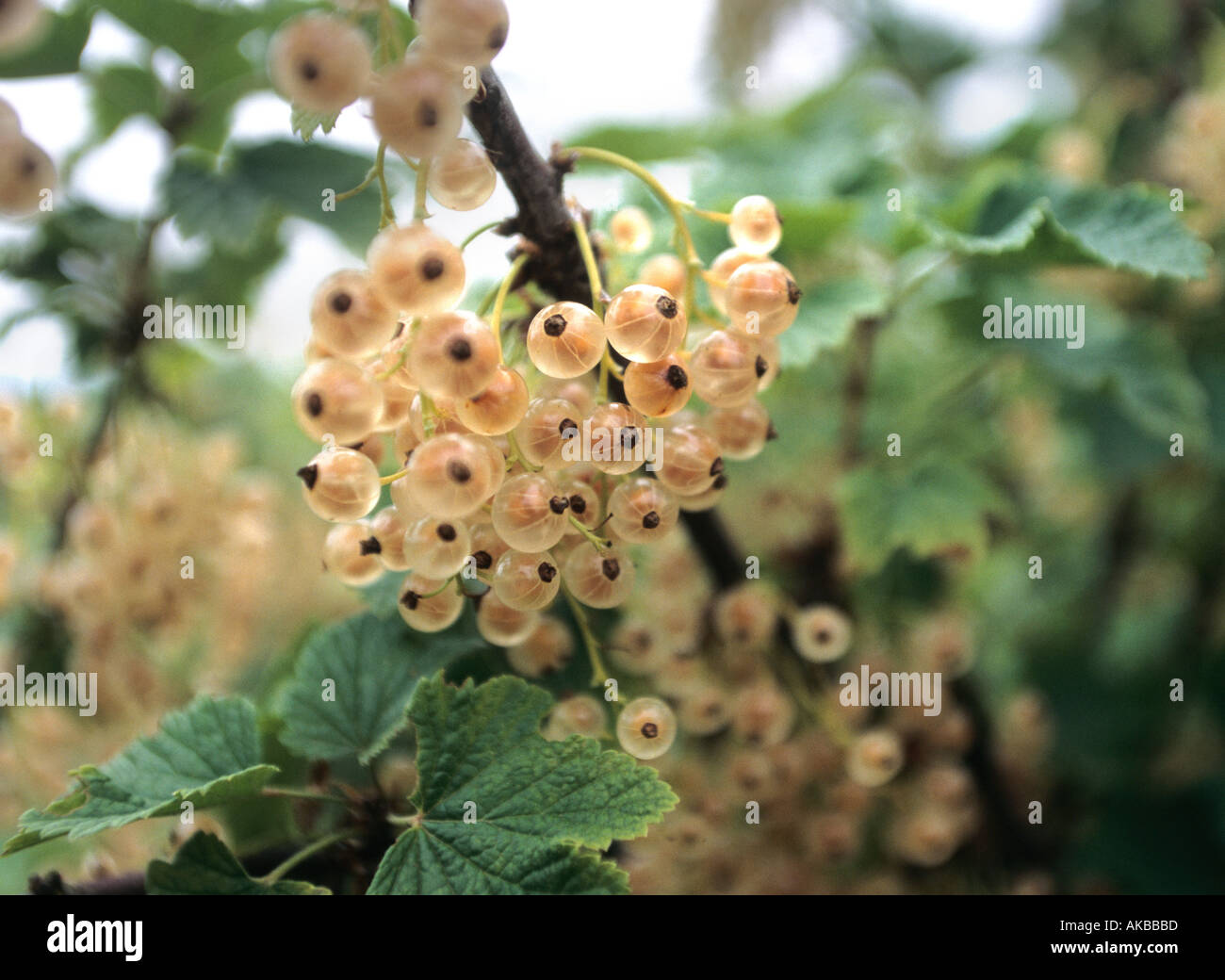 Weiße Johannisbeeren an Rebstöcken Stockfoto