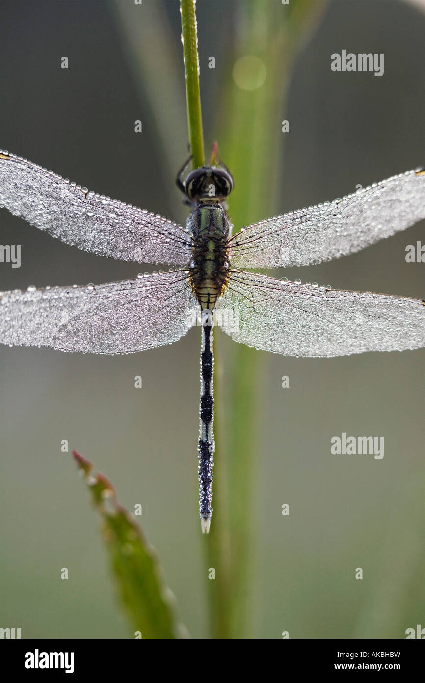 Orthetrum Sabina. Schlanke Abstreicheisen Libelle in Tautropfen abgedeckt. Indien Stockfoto