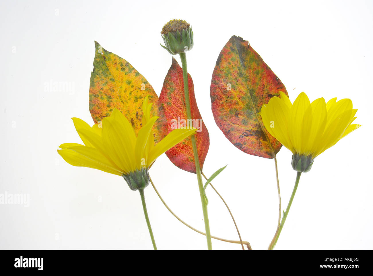 Schnittblumen Stockfoto