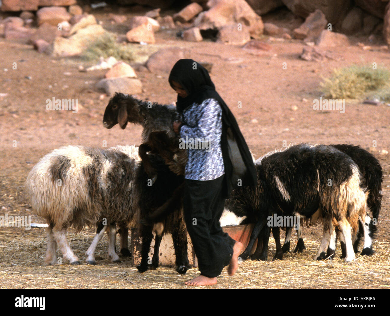 Eine Beduinen-Frau tendenziell ihre Ziegen im Wadi Rum Stockfoto