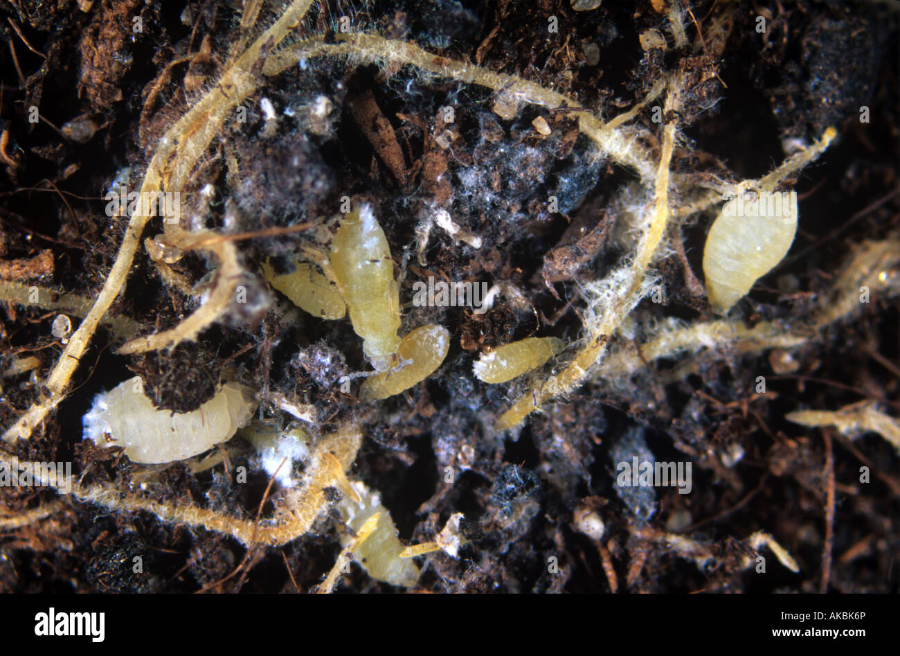 Salat Wurzel Blattlaus Pemphigus Bursarius Fütterung auf Salat Wurzeln Stockfoto
