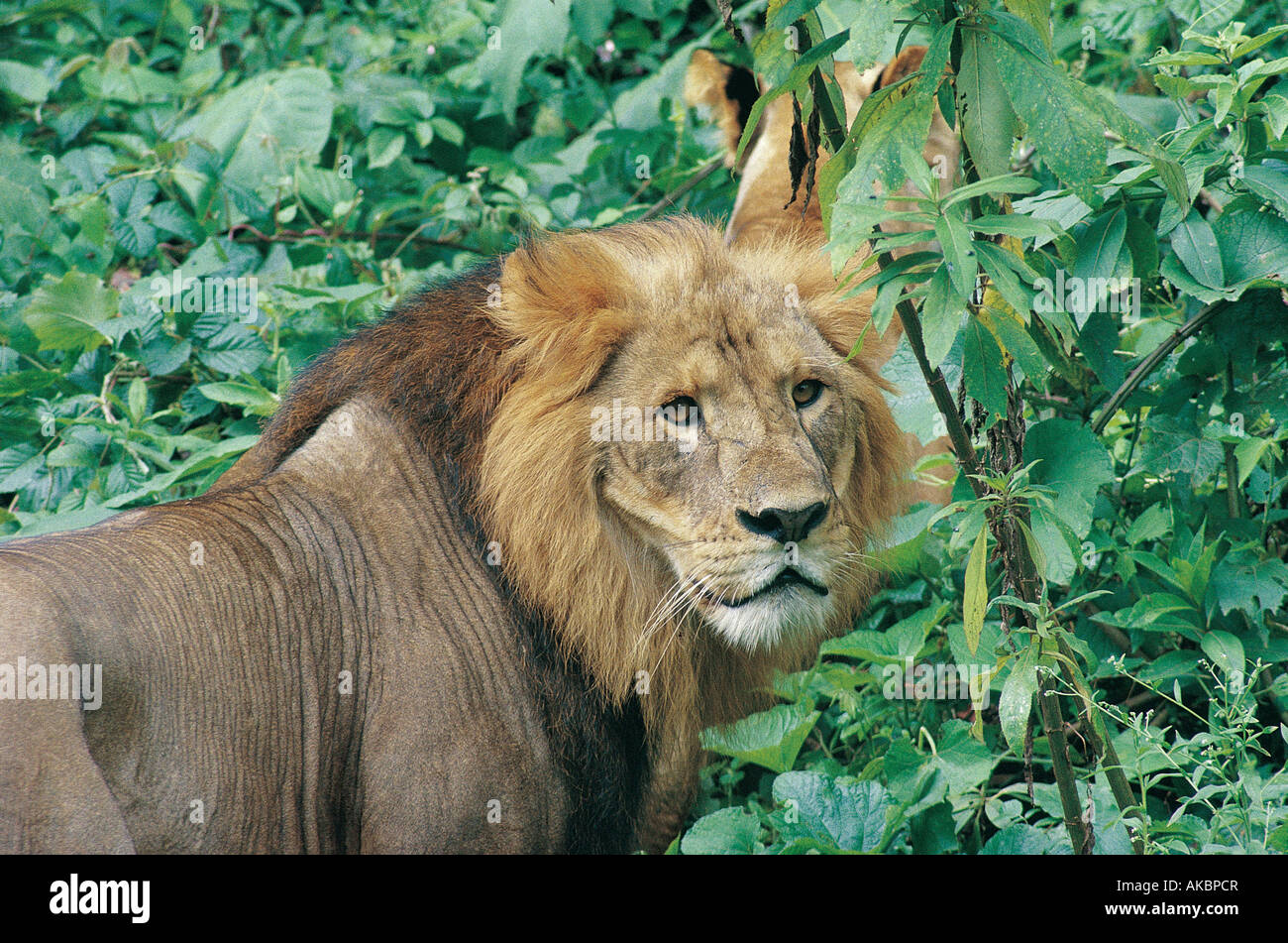 Porträt von Reifen männlichen Löwen im Harenna Wald Bale Mountains Nationalpark Äthiopien Afrika hautnah Stockfoto