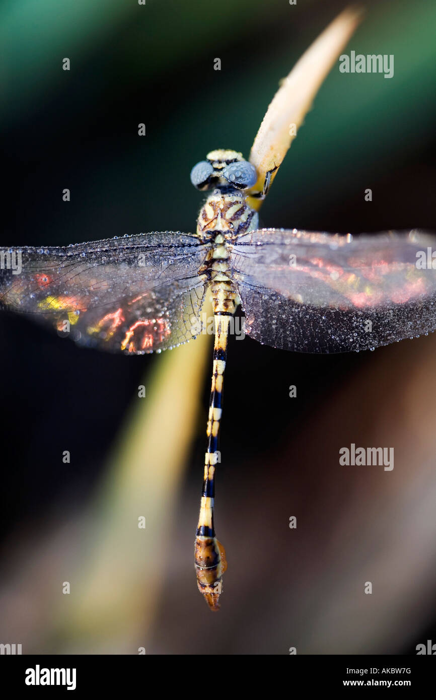 Paragomphus Lineatus. Hooktail Libelle Austrocknen auf Reis-Blätter in der indischen Landschaft gesäumt. Indien Stockfoto