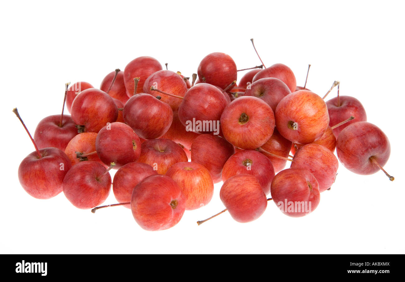 Holzäpfel von Malus Evereste Baum Stockfoto