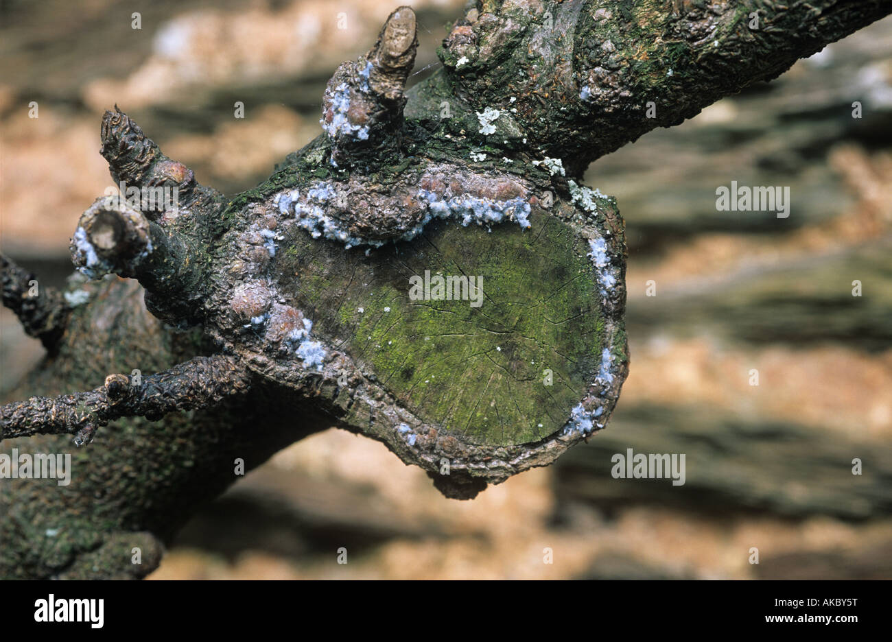 Wollige Blattlaus Eriosoma Lanigerum Kolonie auf Apple Beschneidung Narbe Stockfoto