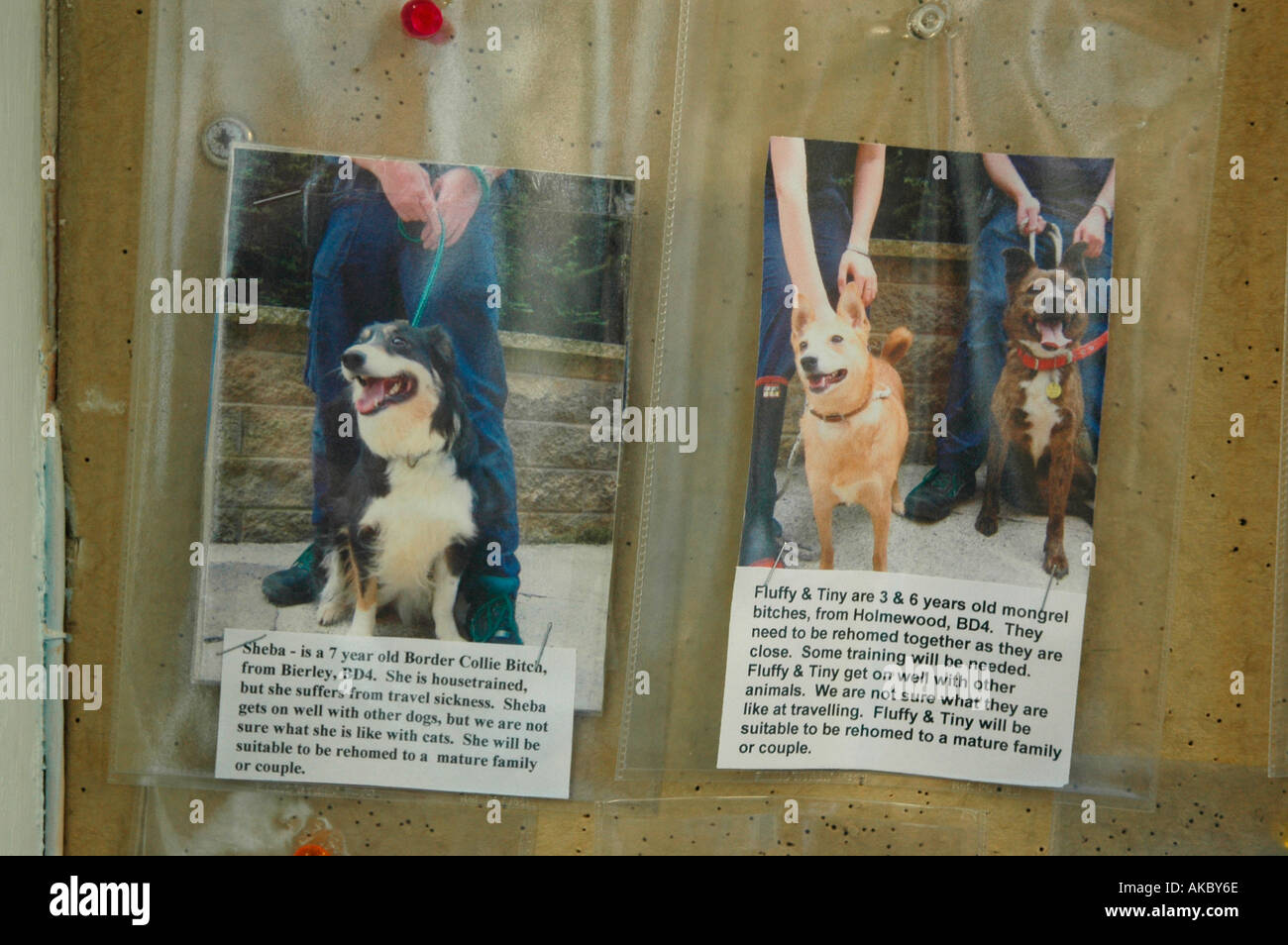 Bilder von Hunden für re homing RSPCA Tierheim Bradford Tierheim beherbergt ca. 100 Katzen 60 Hunde und 100 andere anim Stockfoto