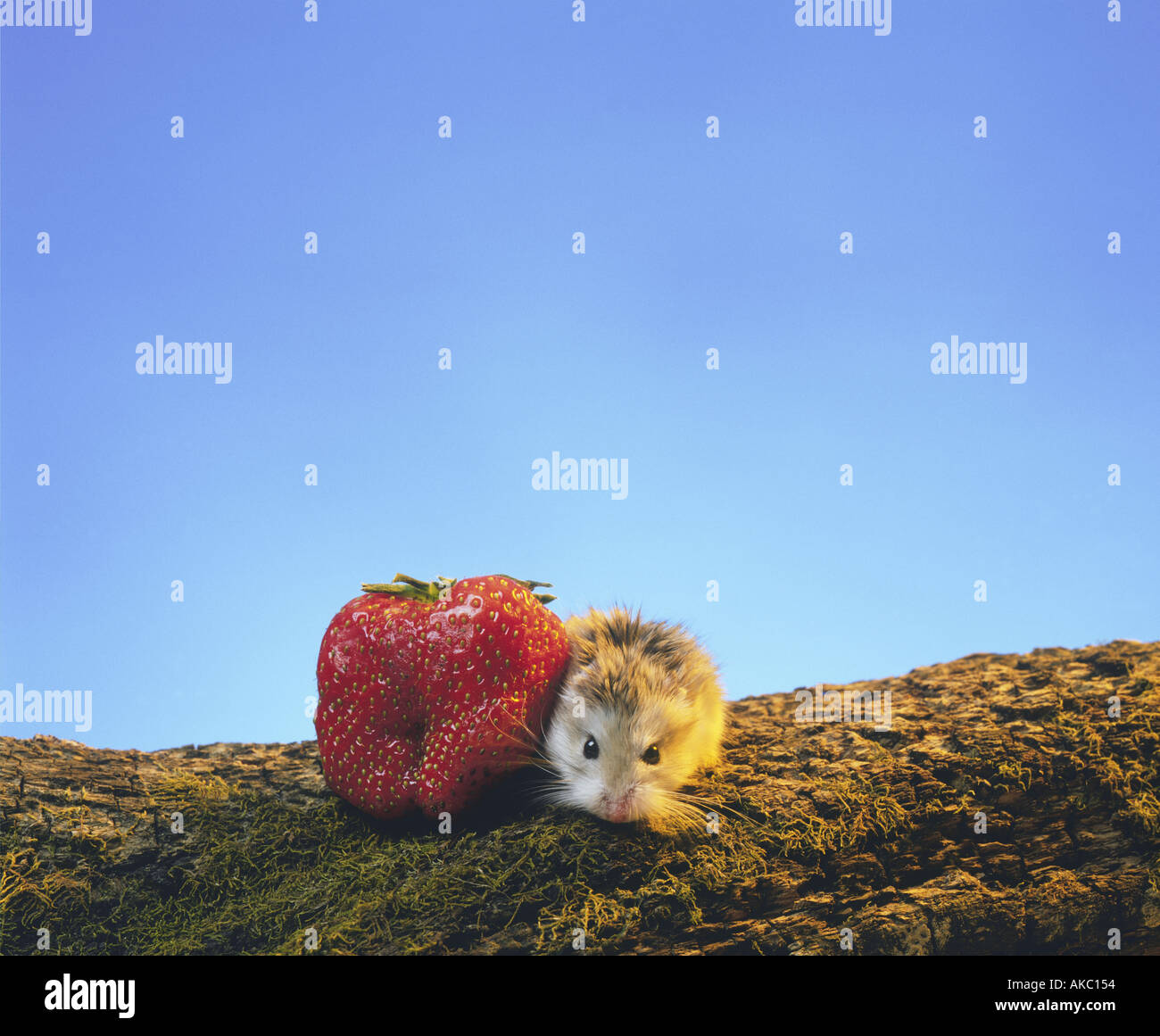 Roborowsky Hamster Essen eine Erdbeere rote Frucht Stockfoto