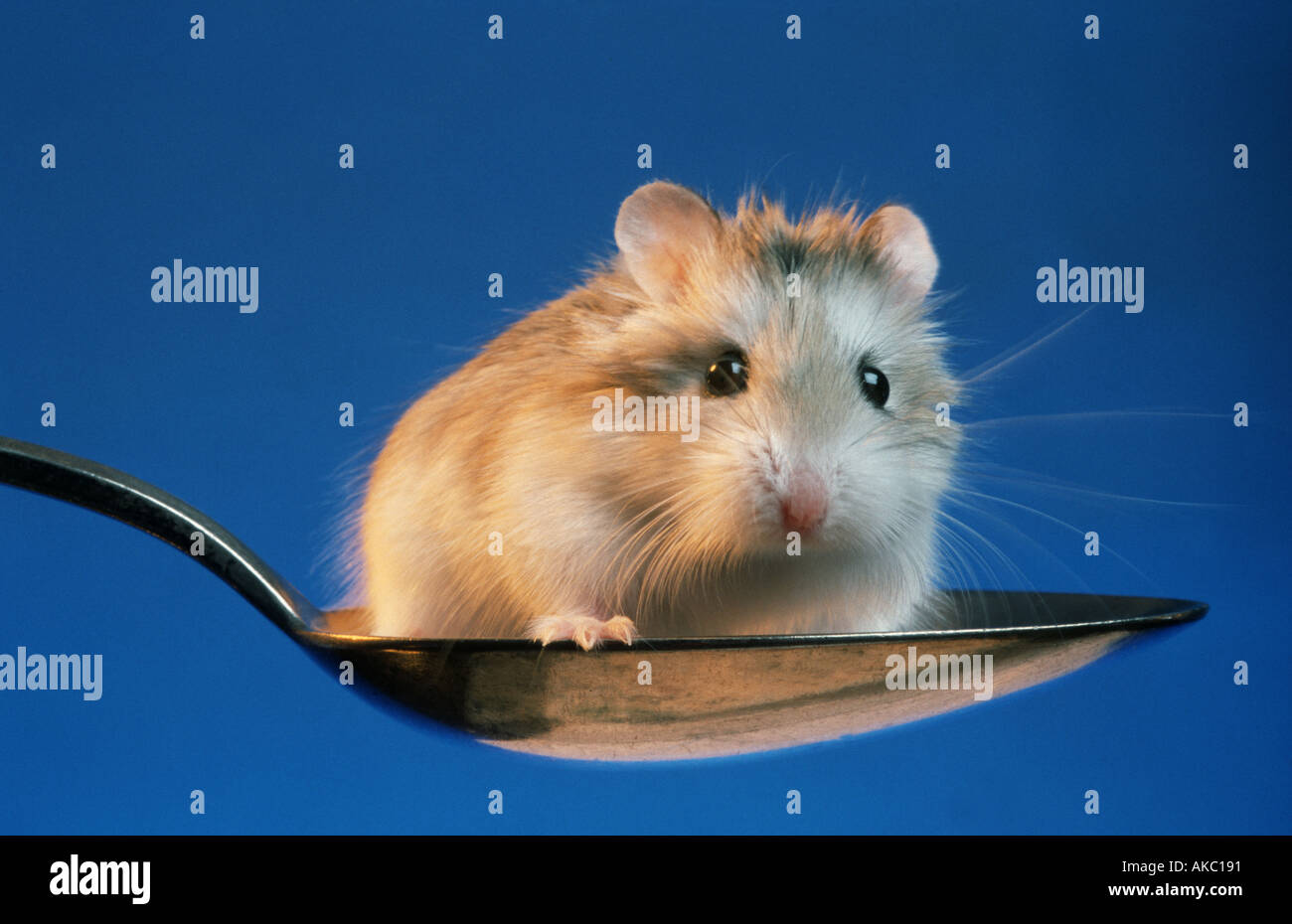 Roborowsky Hamster sitzt in einem Löffel Stockfoto