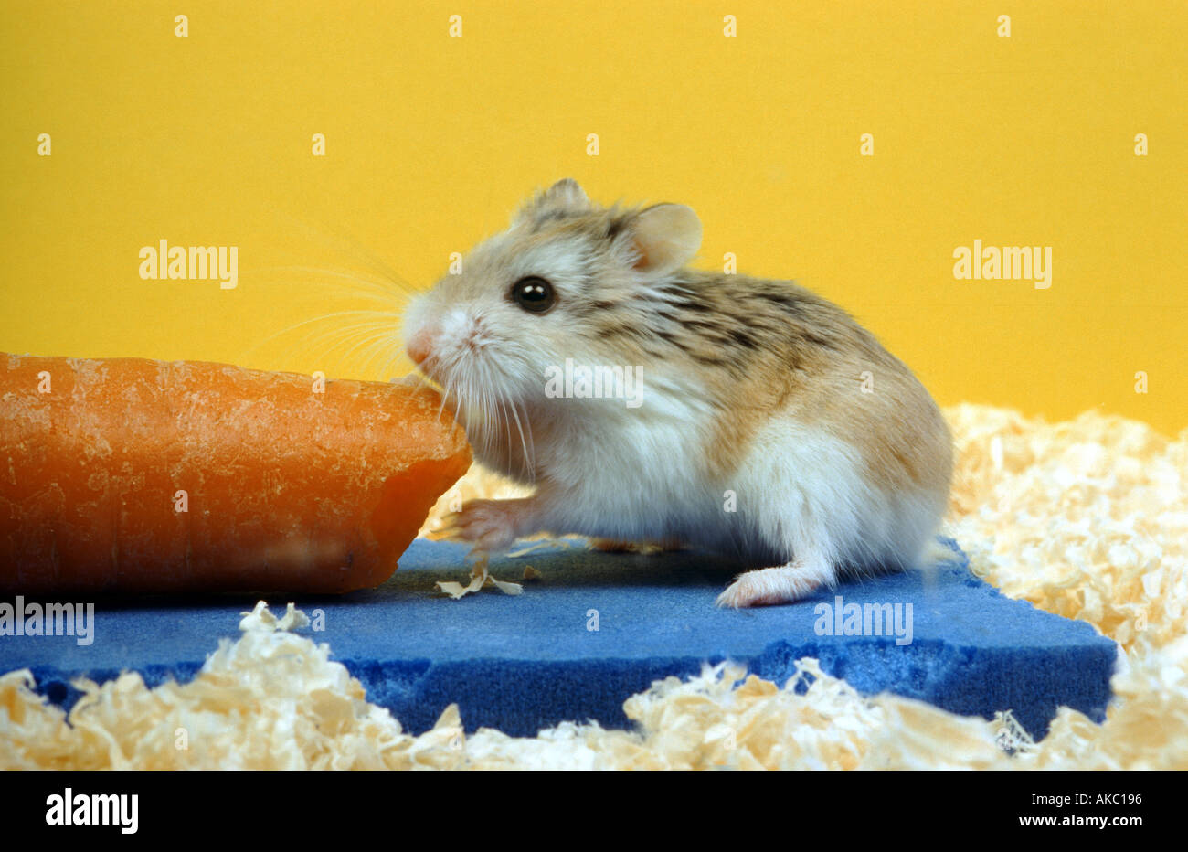 Roborowsky Hamster Essen eine Karotte Stockfoto