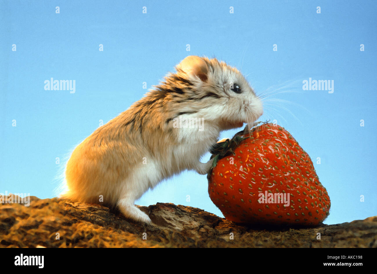 Roborowsky Hamster Essen eine Erdbeere rote Frucht Stockfoto
