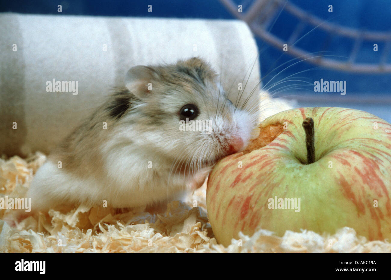 Roborowsky Hamster Essen eines Apfels Stockfoto