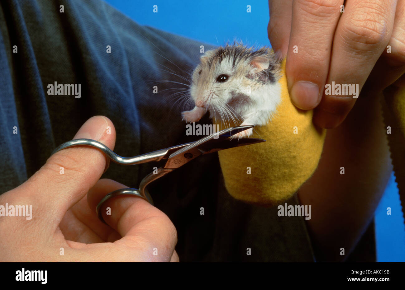 Roborowsky Hamster Pflege Hygiene Nagel clipping Schere nailcare Stockfoto