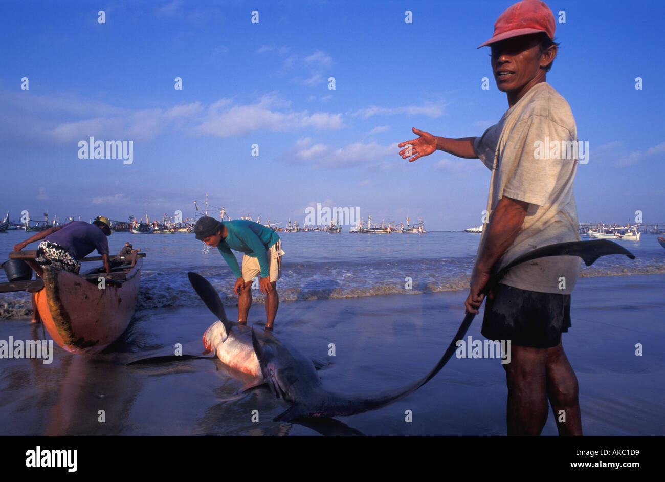 Drescherhai von balinesischen Fischer Bali Indonesien gefangen Stockfoto