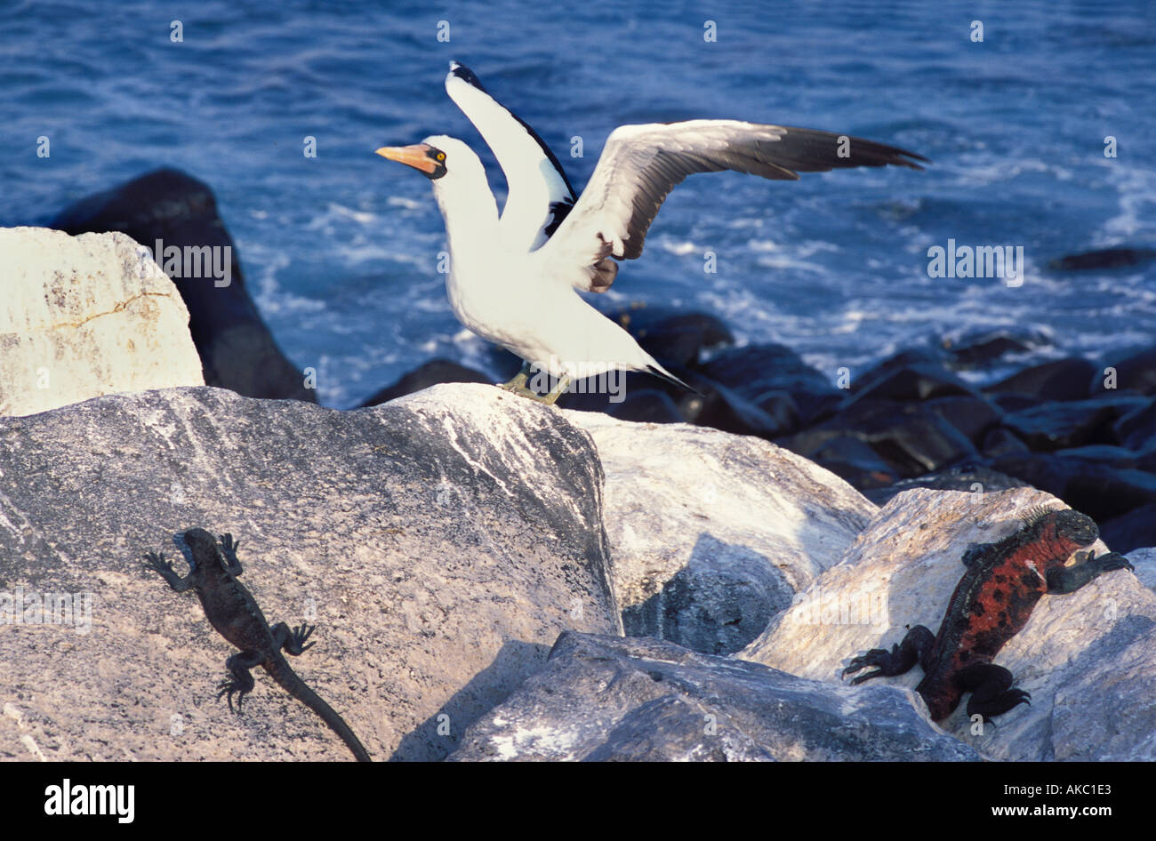 Maskierte Boobie und Meerechsen Insel Espanola Galapagos Inseln Stockfoto