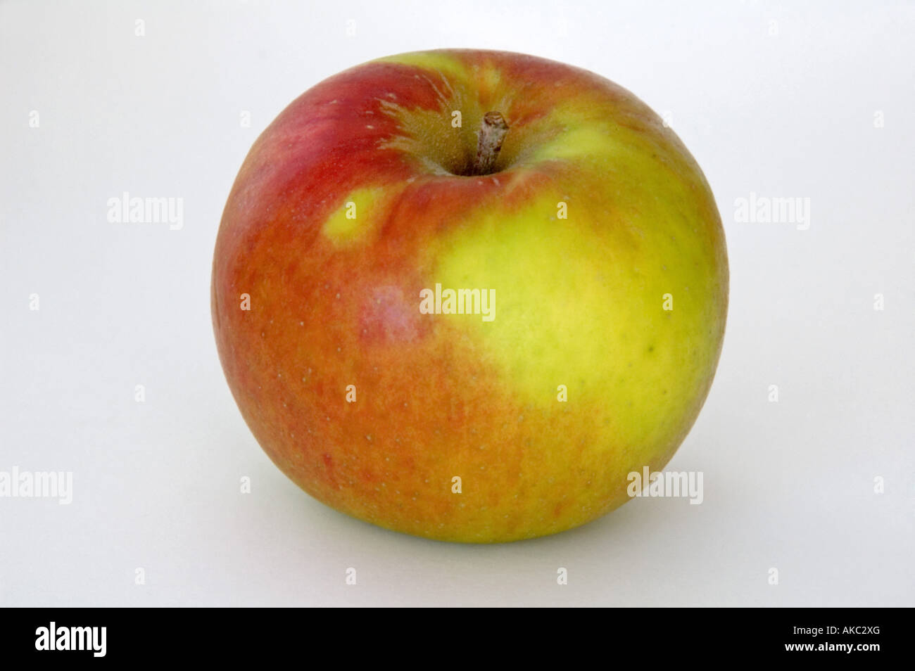 Blenheim Orange Apfel auf weißem Hintergrund Stockfoto