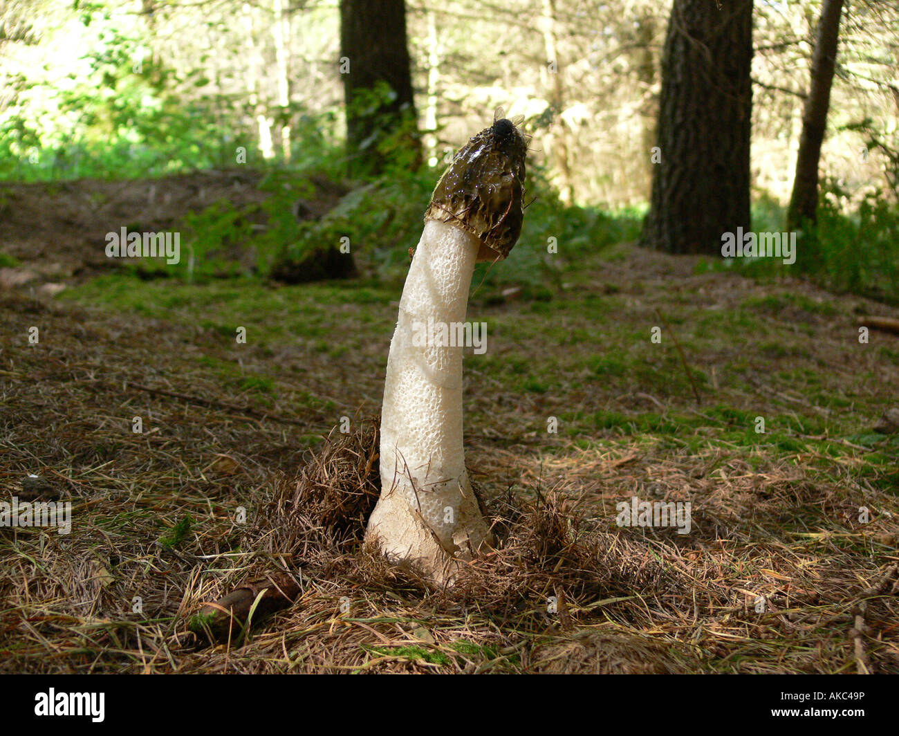 Phallische Stinkmorchel Pilz Phallus Impudicus mit Fliege auf Kappe Stockfoto