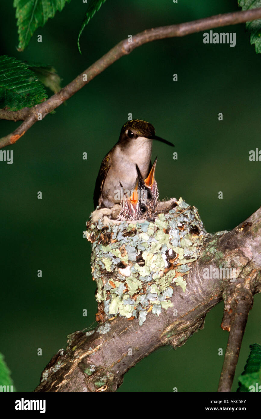 Ruby-throated Kolibris im Nest vertikale Stockfoto