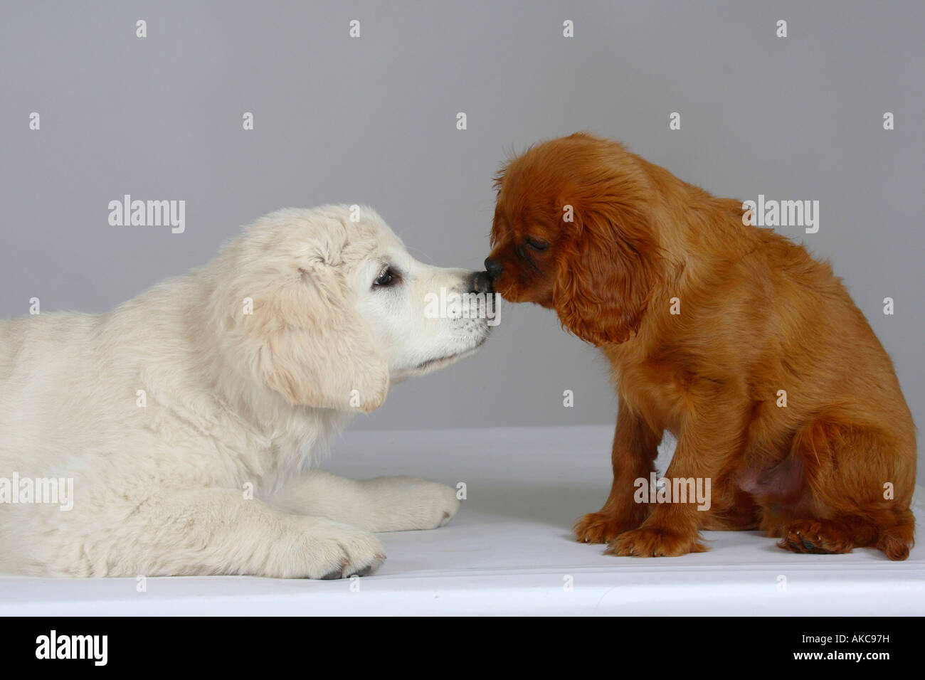 Golden Retriever und Cavalier King Charles Spaniel Welpen Stockfotografie Alamy