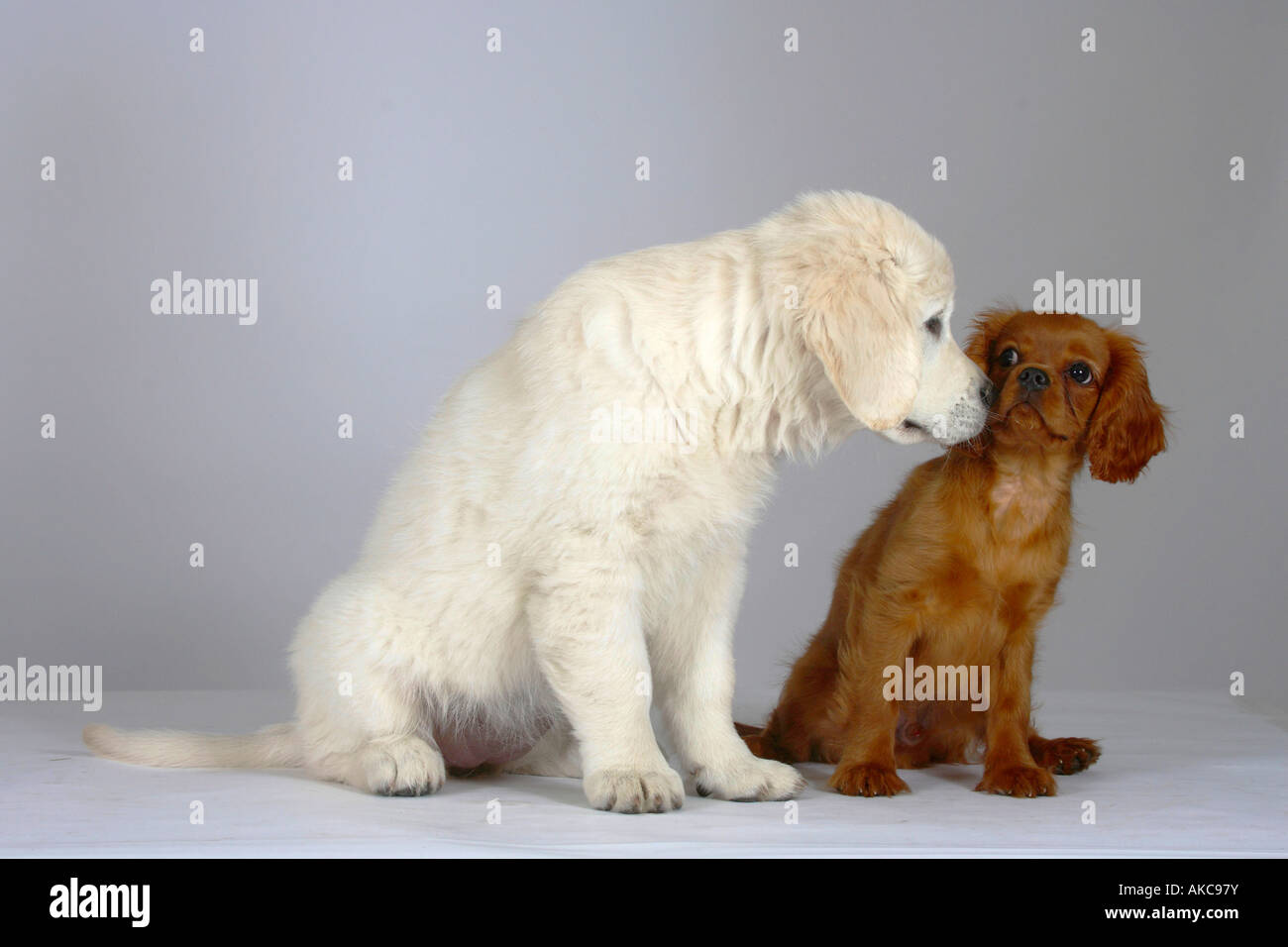 Golden Retriever und Cavalier King Charles Spaniel Welpen Stockfotografie Alamy