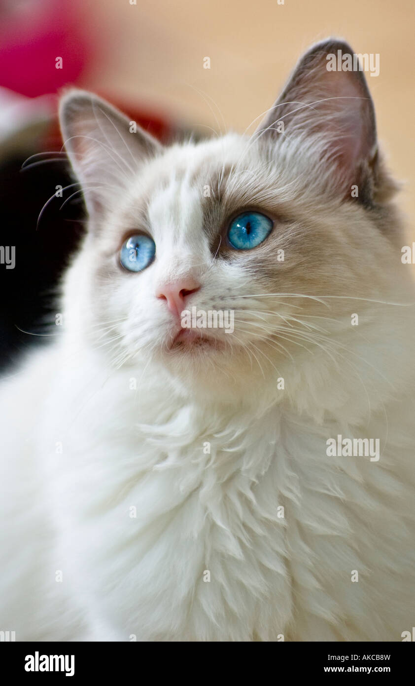 Eine junge blue bicolour Ragdoll Katze Kitten männlich in England UK EU Stockfoto