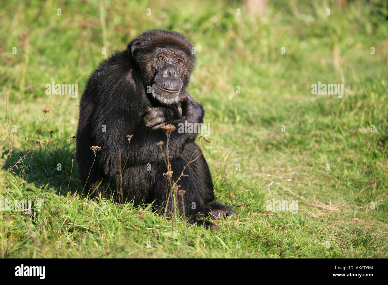 Schimpansen, die Abendsonne - Pan Troglodytes genießen Stockfoto